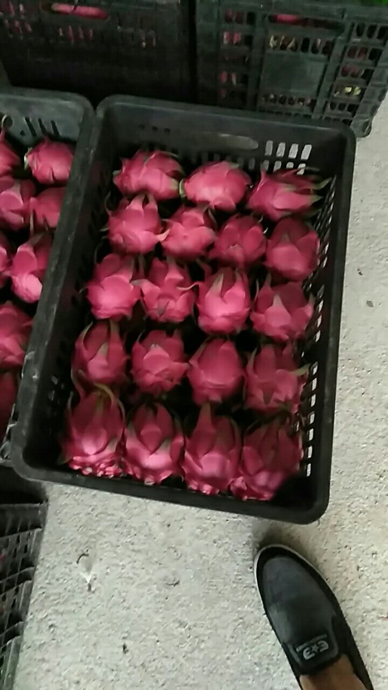 红肉火龙果