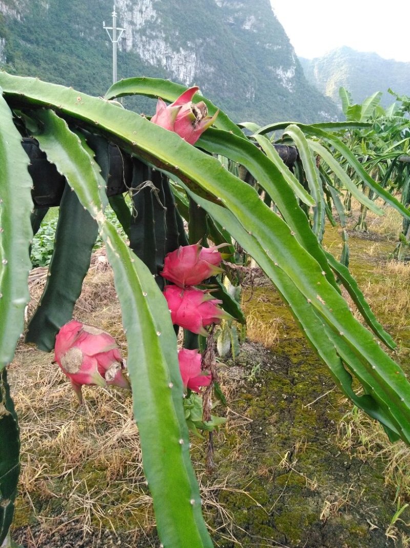 红肉火龙果