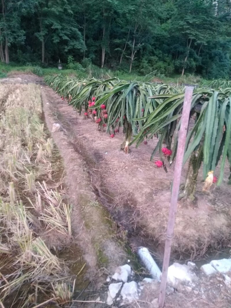 红肉火龙果