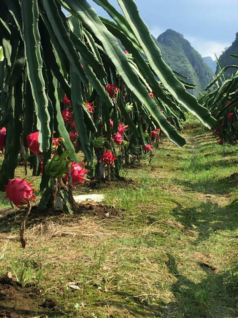 红肉火龙果