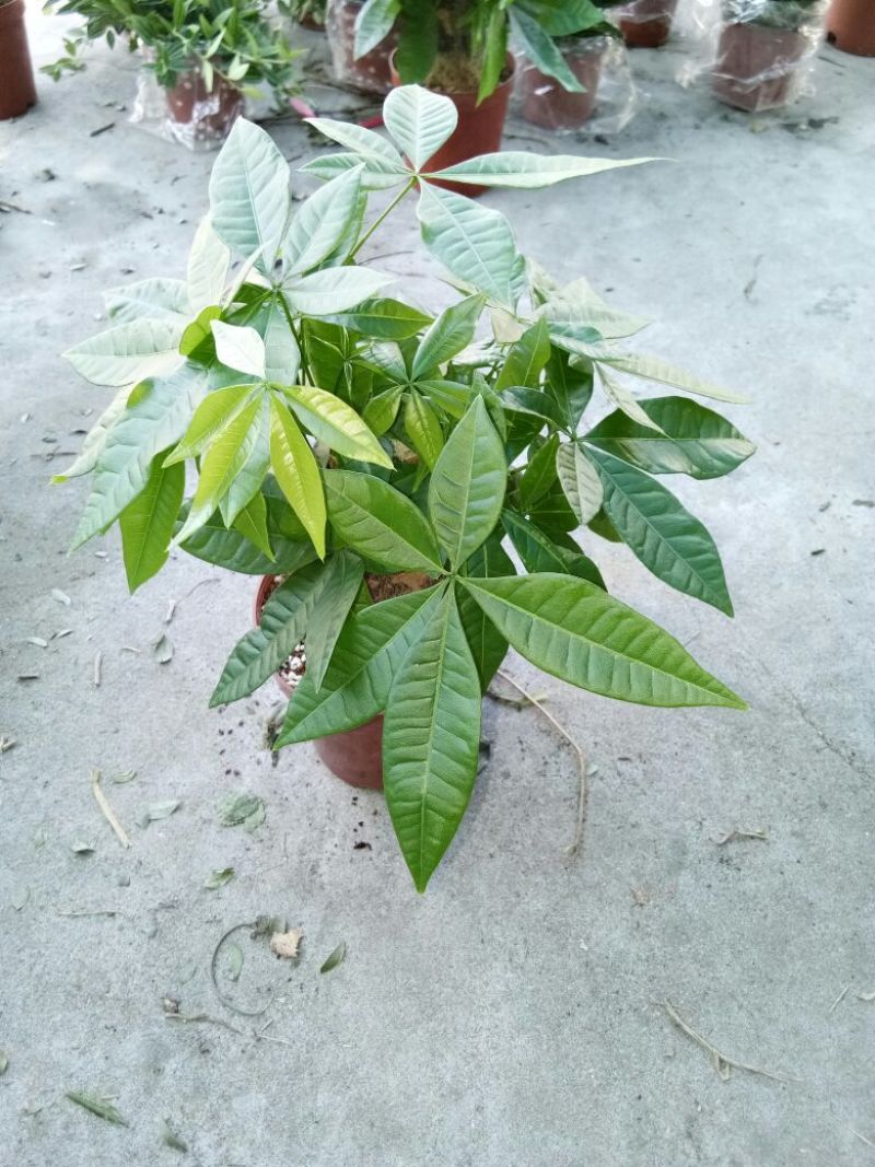 发财树