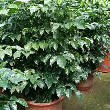 大量供应各种绿化苗木