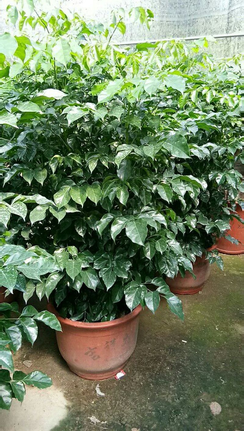 大量供应各种绿化苗木