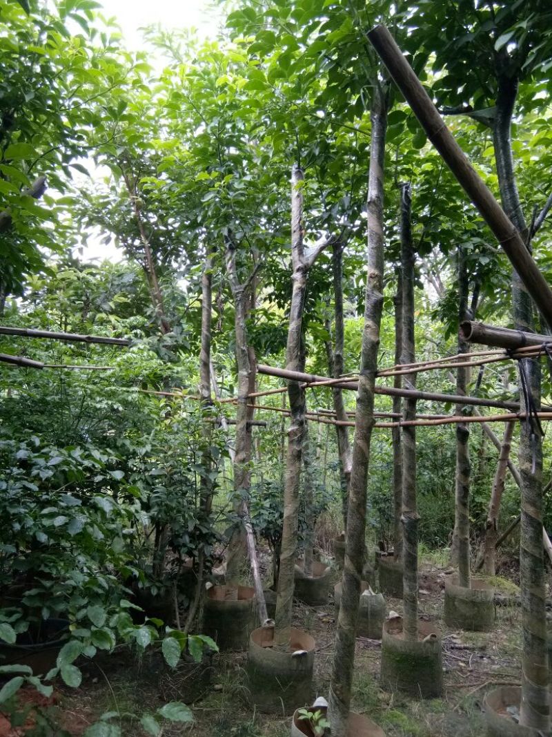 大量供应各种绿化苗木