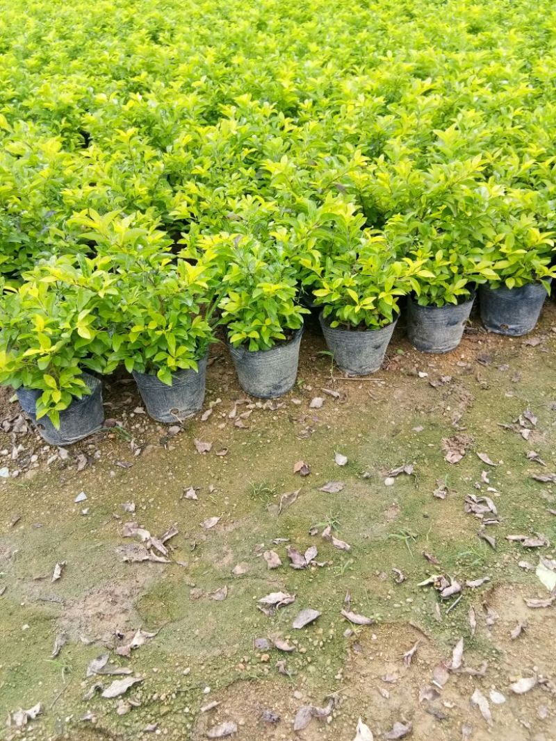 大量供应各种绿化苗木