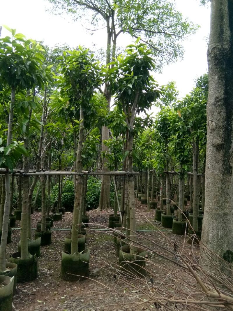 大量供应各种绿化苗木