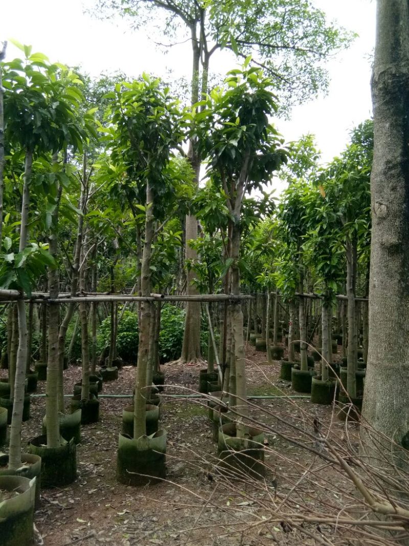 大量供应各种绿化苗木
