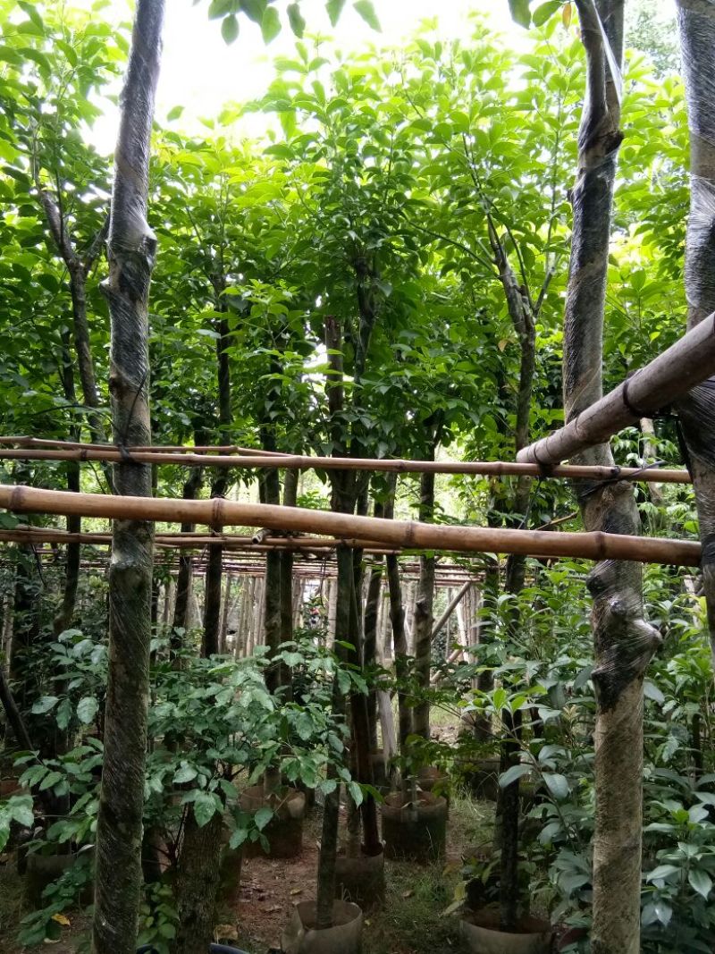 大量供应各种绿化苗木