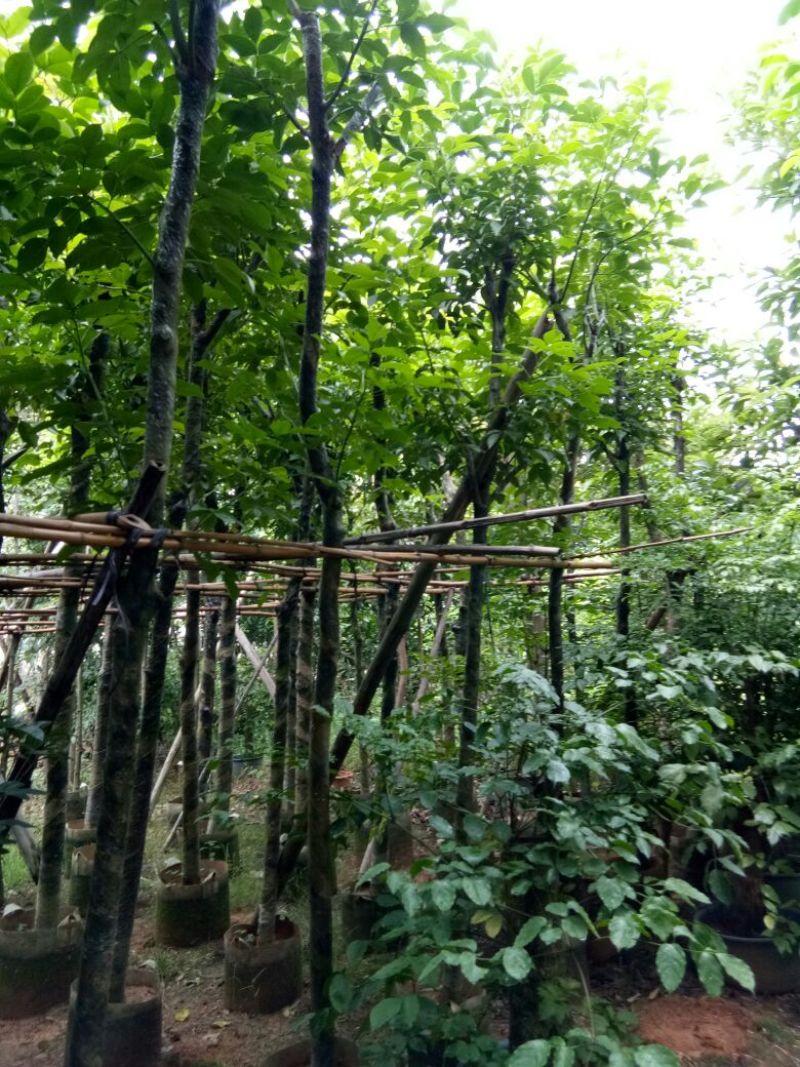 大量供应各种绿化苗木