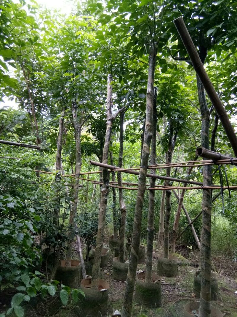 大量供应各种绿化苗木