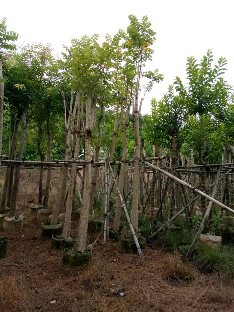 大量供应各种绿化苗木