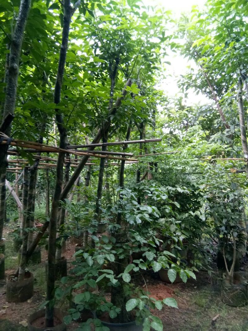 大量供应各种绿化苗木
