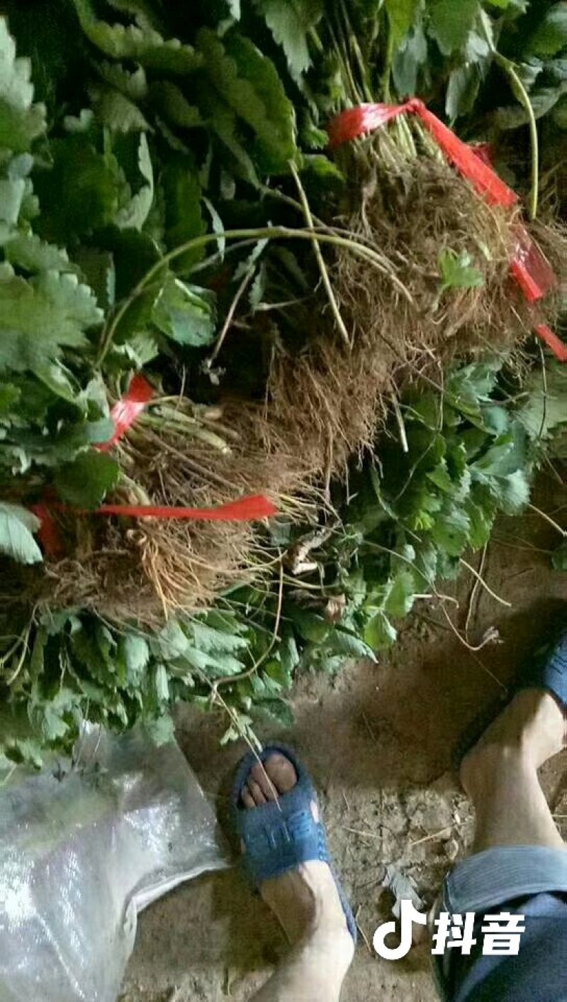 章姬草莓苗:牛奶草莓苗:四季草莓苗草莓苗:草莓苗新品种