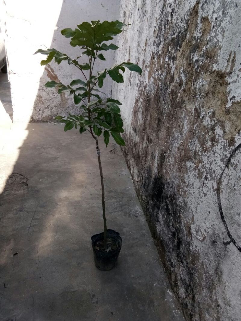 良种嫁接龙眼苗