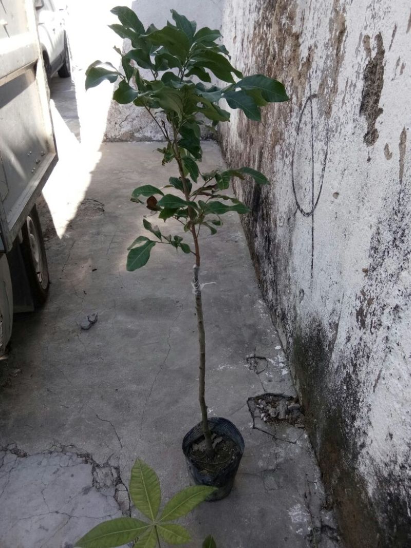 良种嫁接龙眼苗