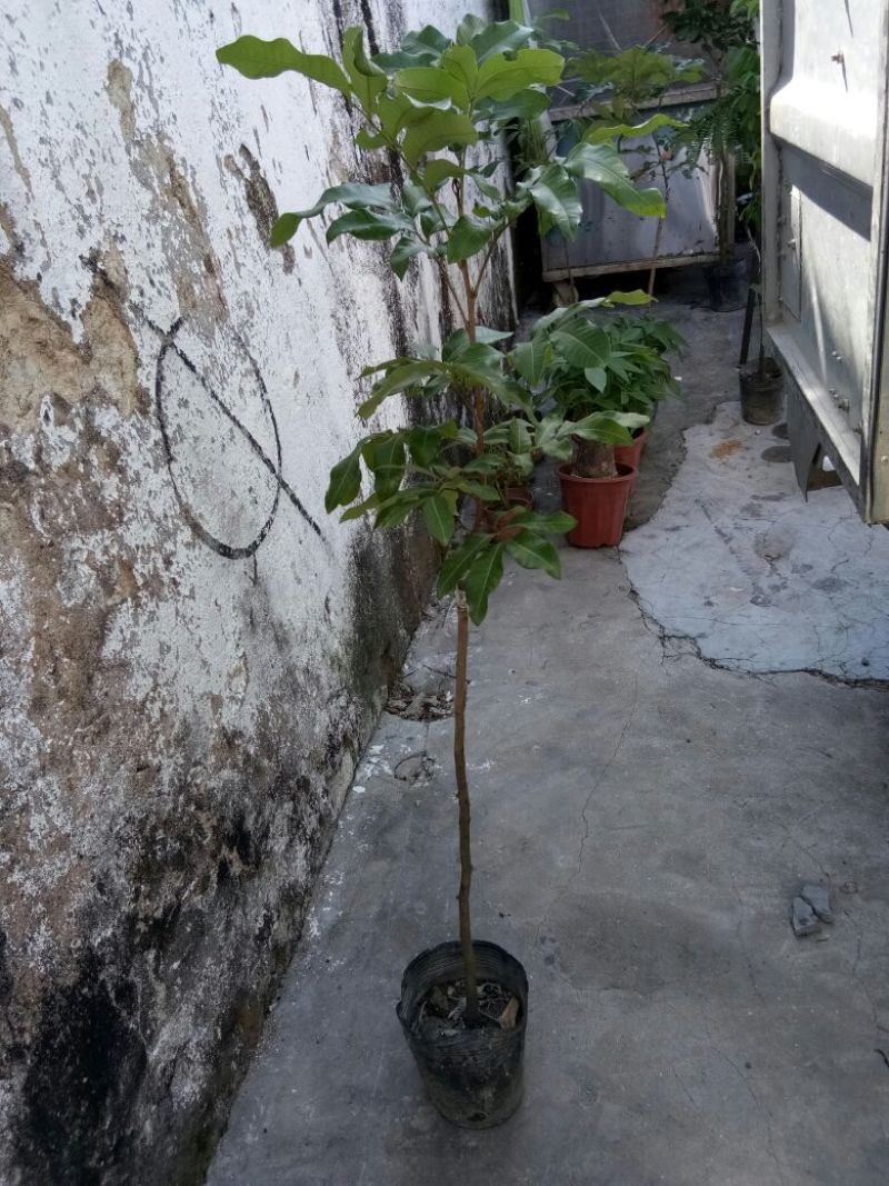 良种嫁接龙眼苗