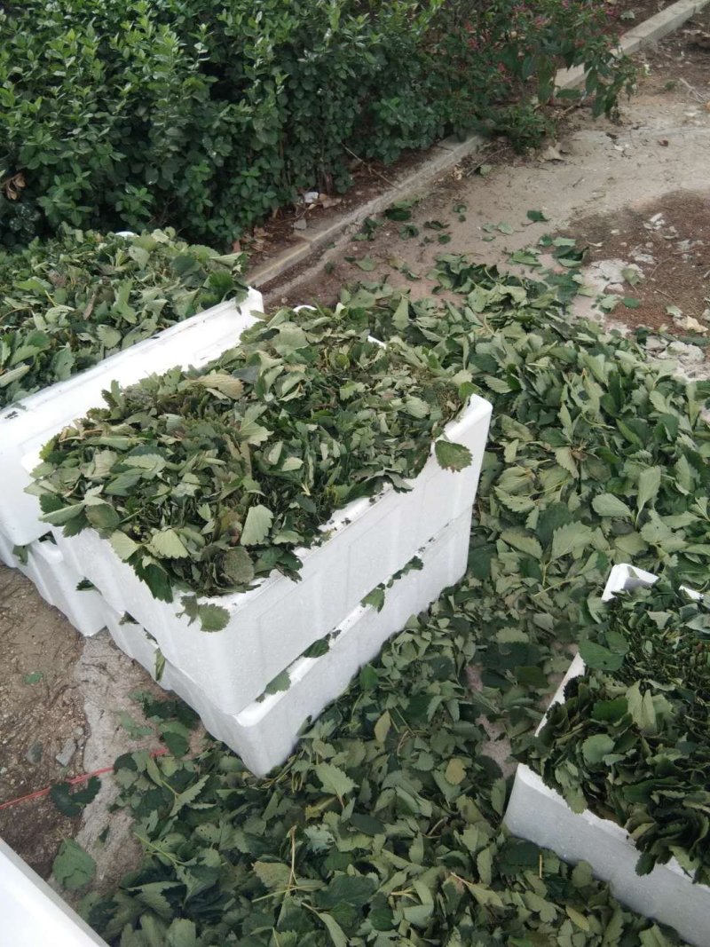 章姬草莓苗:牛奶草莓苗:四季草莓苗草莓苗:草莓苗新品种