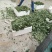 章姬草莓苗:牛奶草莓苗:四季草莓苗草莓苗:草莓苗新品种
