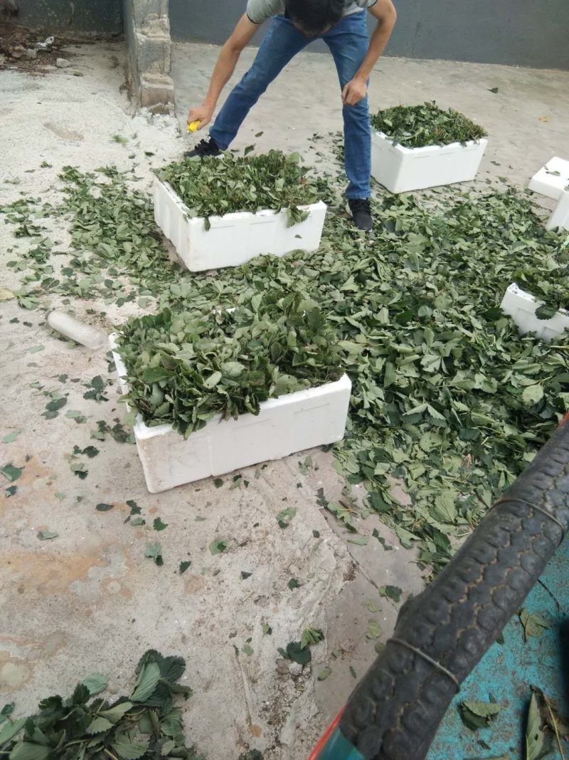 章姬草莓苗:牛奶草莓苗:四季草莓苗草莓苗:草莓苗新品种