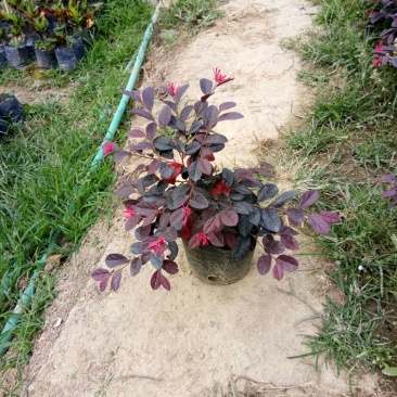 红继木