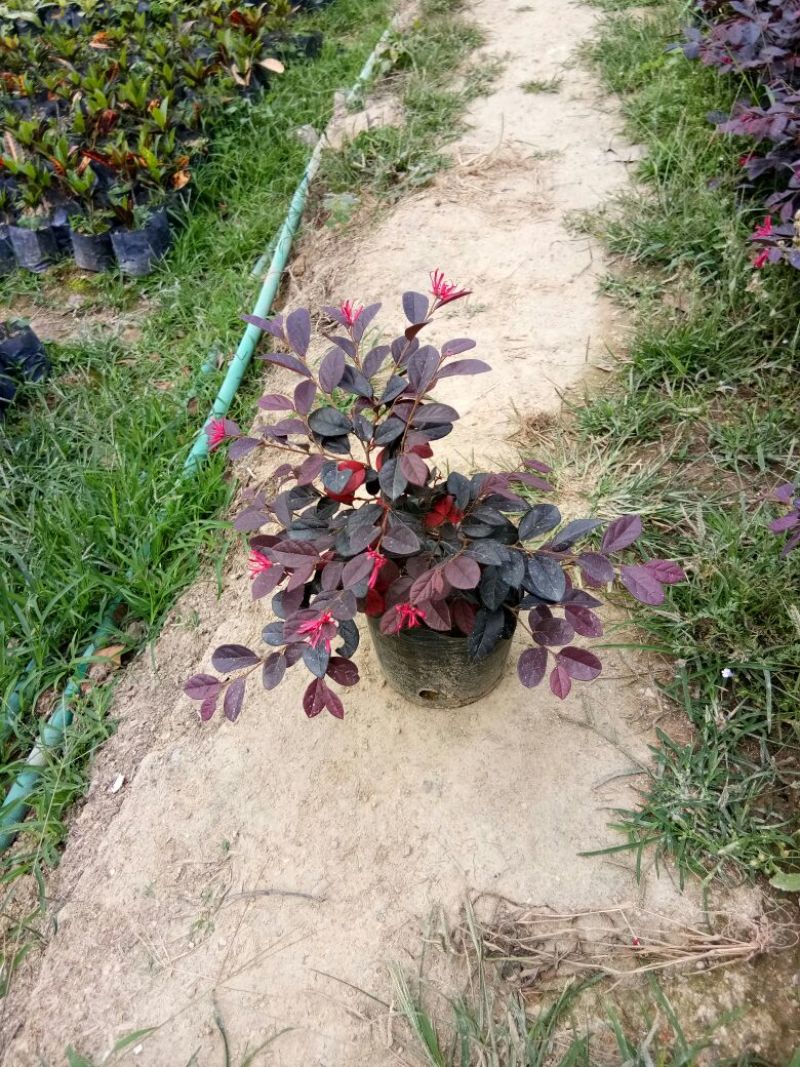 红继木