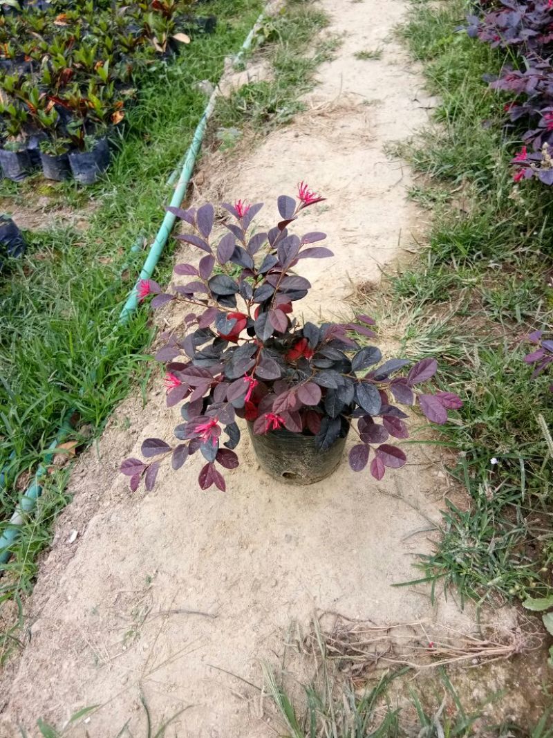 红继木