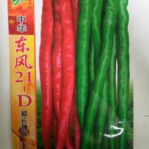 薄皮杂交长线椒种子青椒翠绿色红椒鲜红色（东风21_D）