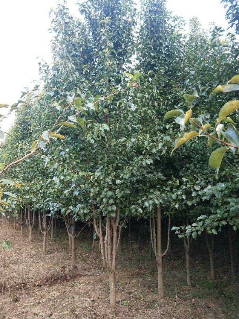 杜梨树