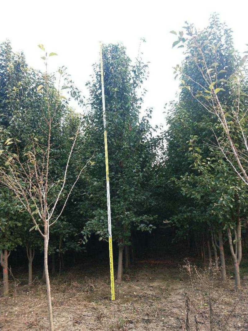 杜梨树