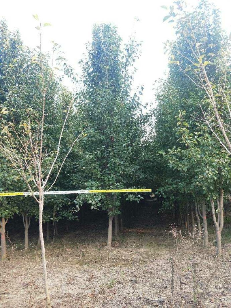 杜梨树