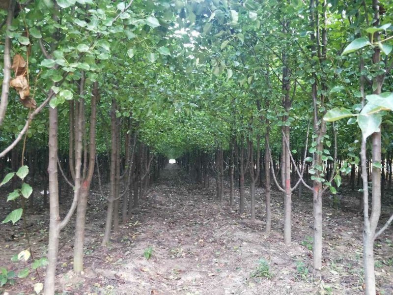 杜梨树
