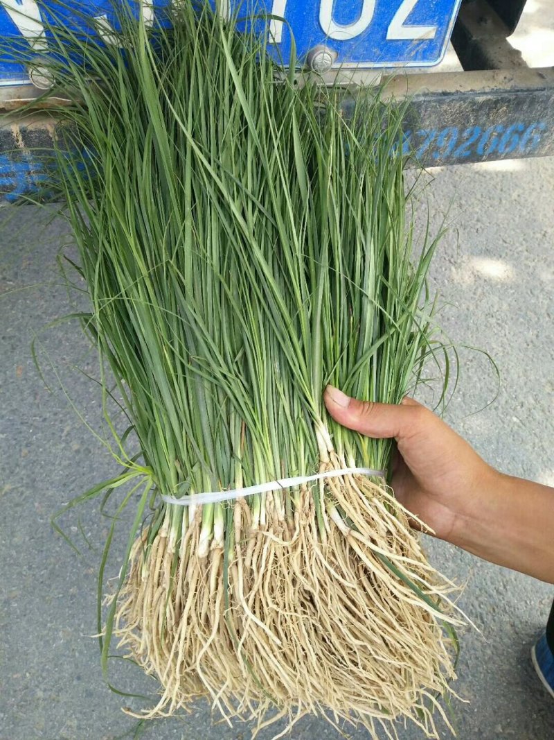 知母苗