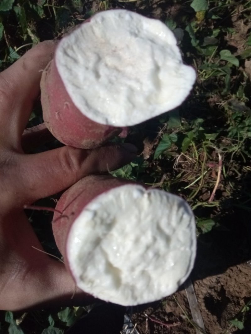 内蒙沙地种植万亩红薯基地，质量好