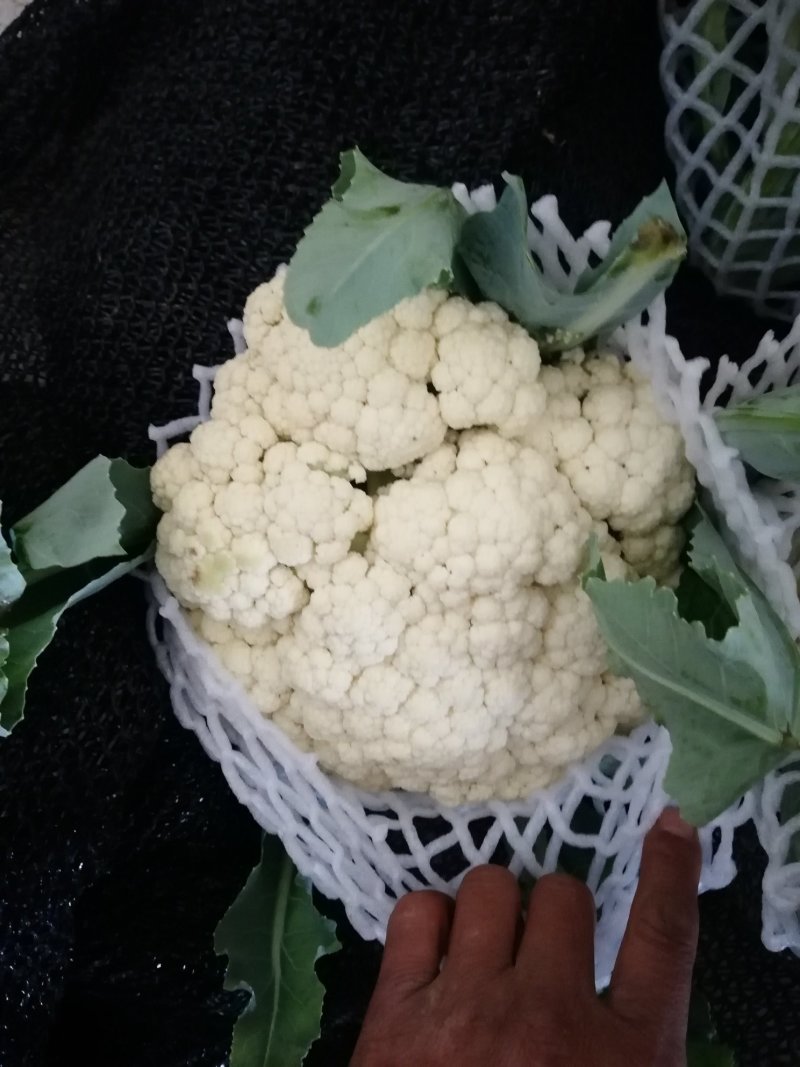 通许散花菜，有机菜花，松花菜冷库大量出货中