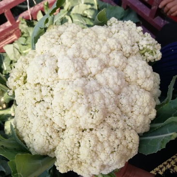 通许散花菜，有机菜花，松花菜冷库大量出货中