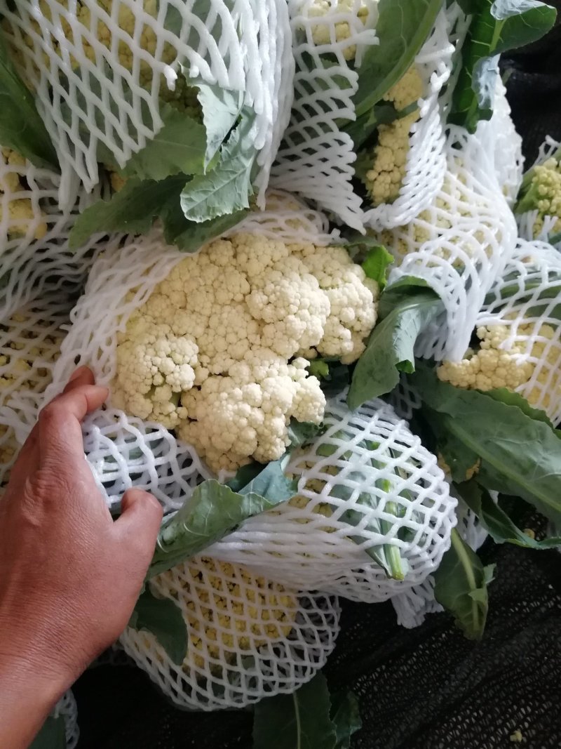 通许散花菜，有机菜花，松花菜冷库大量出货中