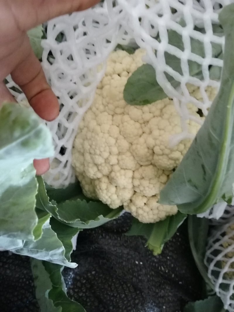 通许散花菜，有机菜花，松花菜冷库大量出货中