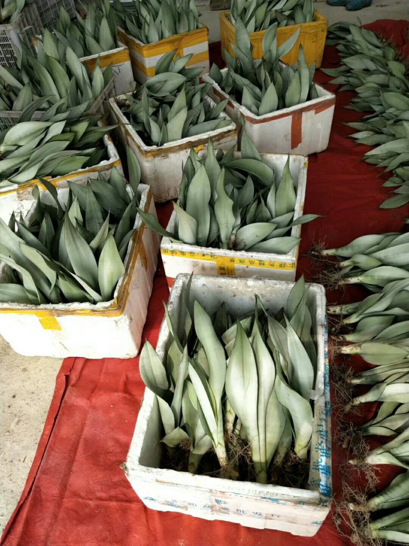 【基地直供】福建漳州白玉虎皮兰批发稳定供应质量保证