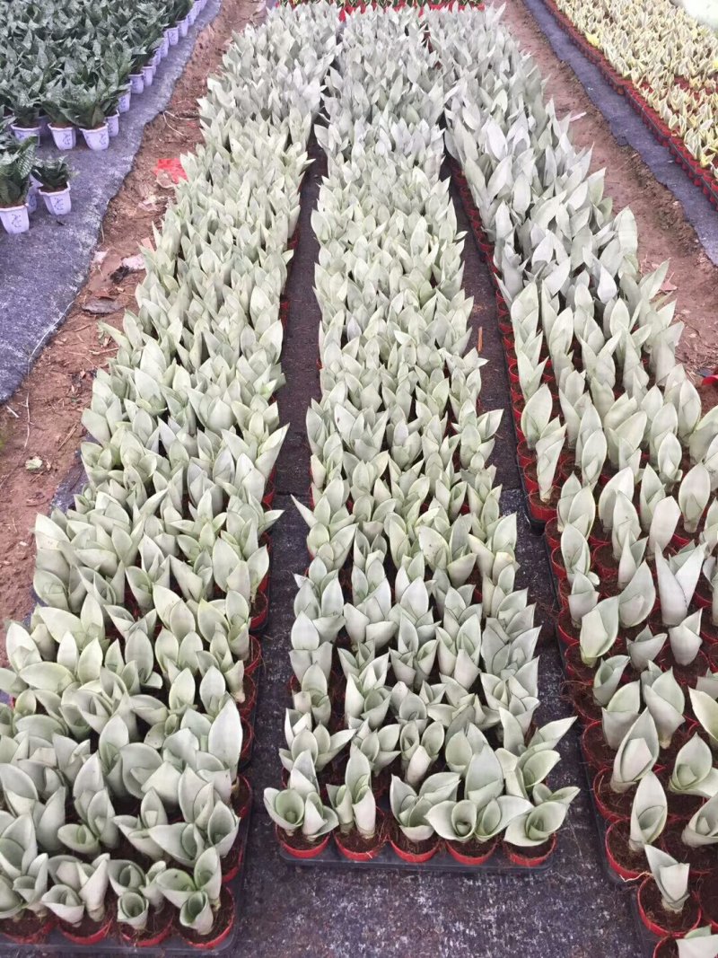 【基地直供】福建漳州白玉虎皮兰批发稳定供应质量保证