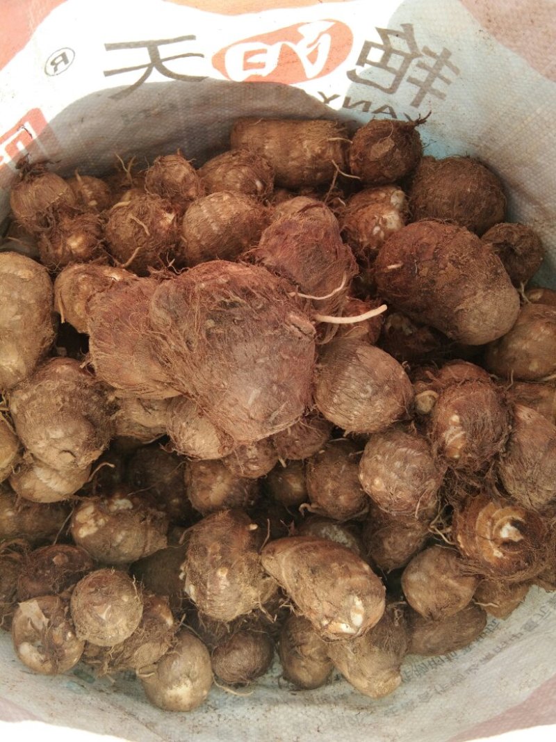 芋头山东芋头产地一手货8520芋头小中大球货源充足