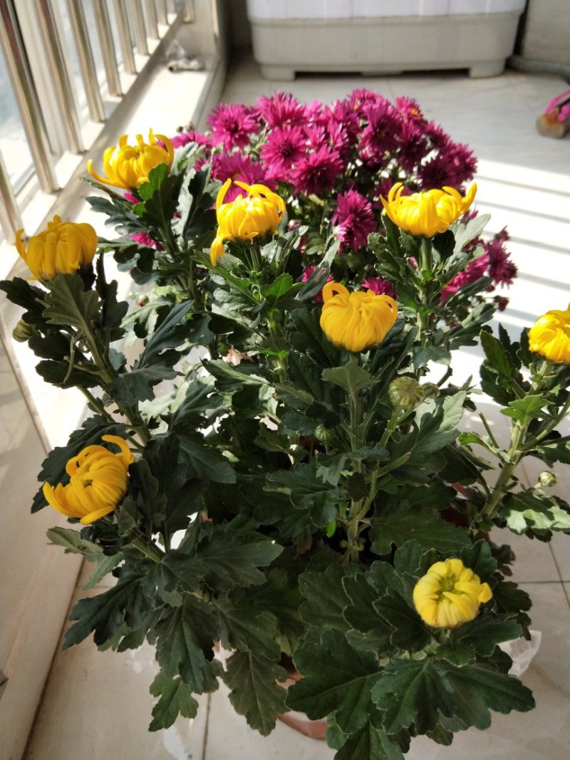 菊花