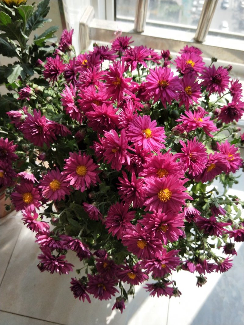 菊花