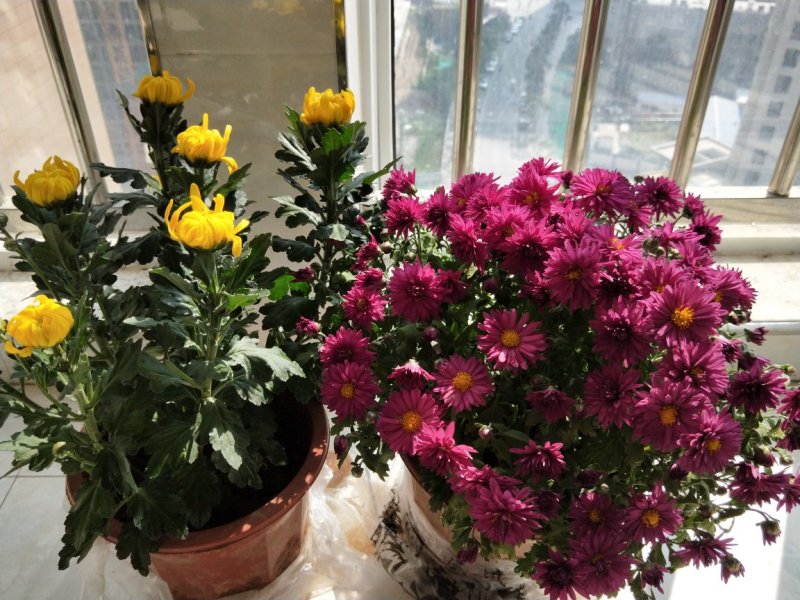 菊花