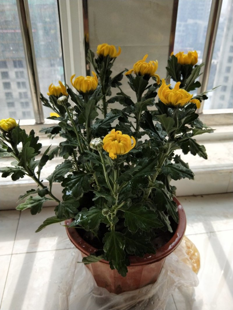 菊花