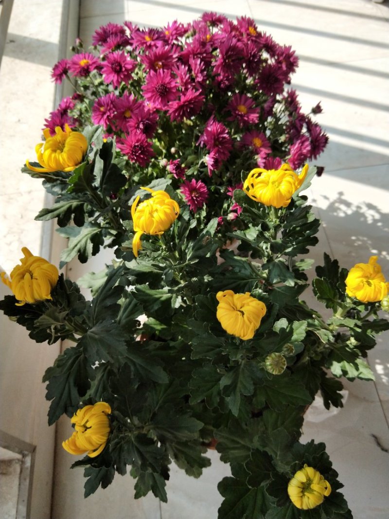 菊花
