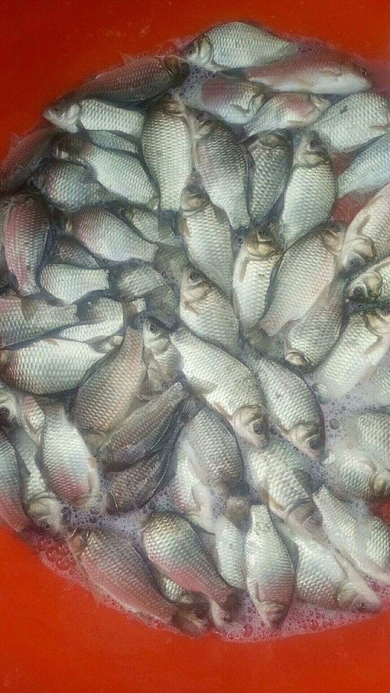 银鲫鱼种