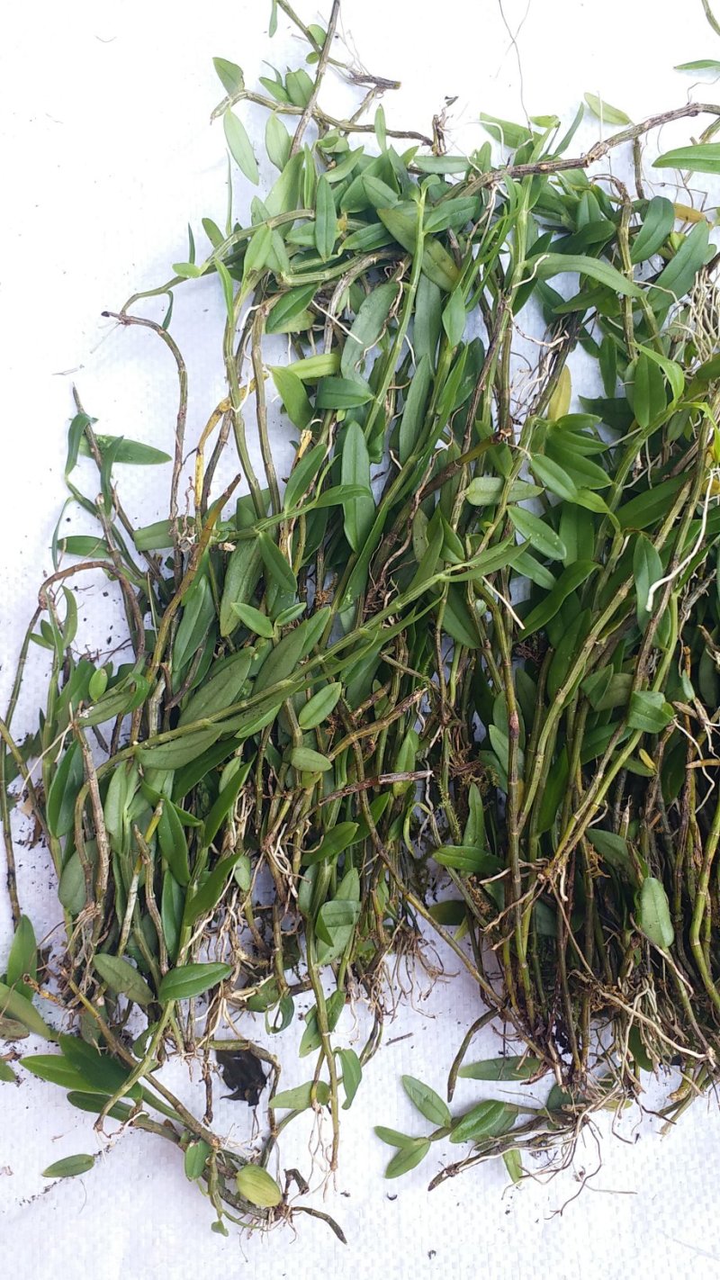 大黄草；马鞭石斛