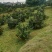 .爱媛38号果冻橙`