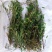 大黄草；马鞭石斛