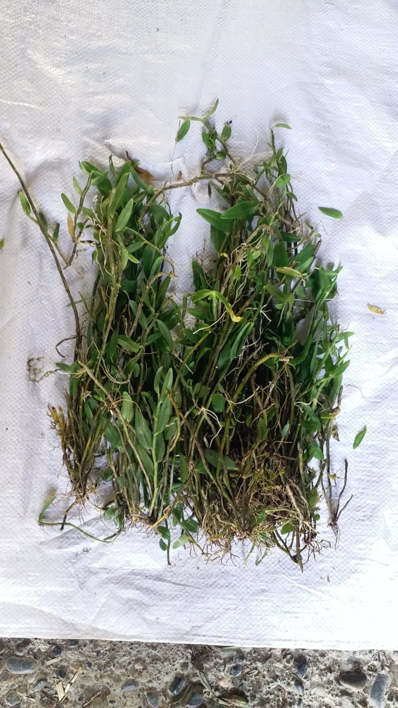 大黄草；马鞭石斛